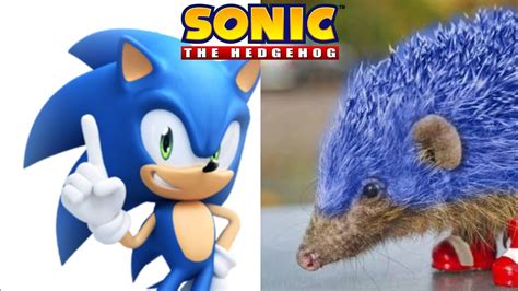 what is sonic the hedgehog's real name